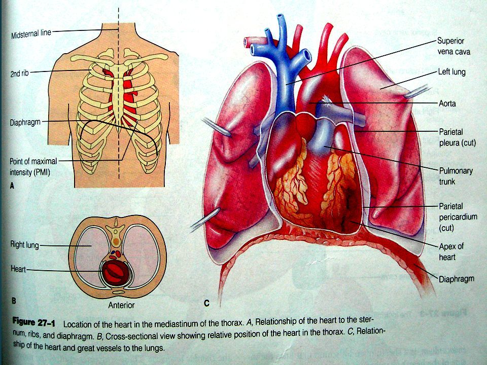 Detail Gambar Anatomi Jantung Nomer 43