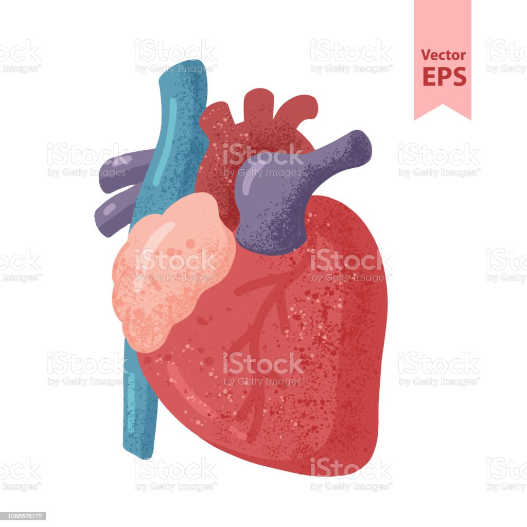 Detail Gambar Anatomi Jantung Nomer 44