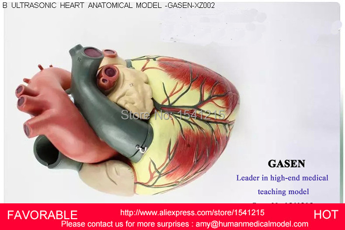 Detail Gambar Anatomi Jantung Nomer 50