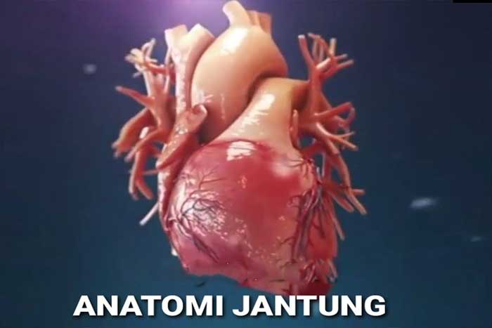 Detail Gambar Anatomi Jantung Nomer 55