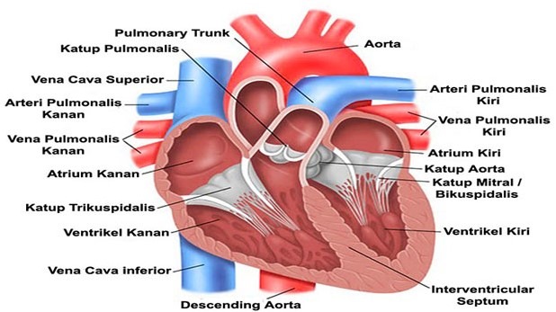 Detail Gambar Anatomi Jantung Nomer 7