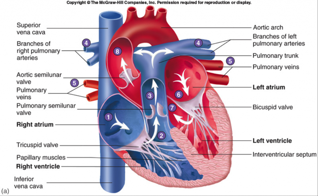 Detail Gambar Anatomi Jantung Nomer 10