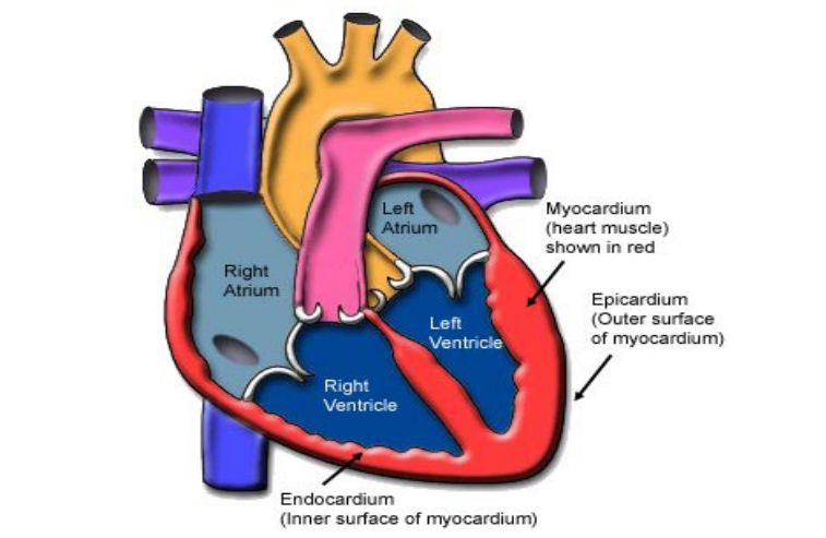 Detail Gambar Anatomi Kardiovaskular Nomer 13
