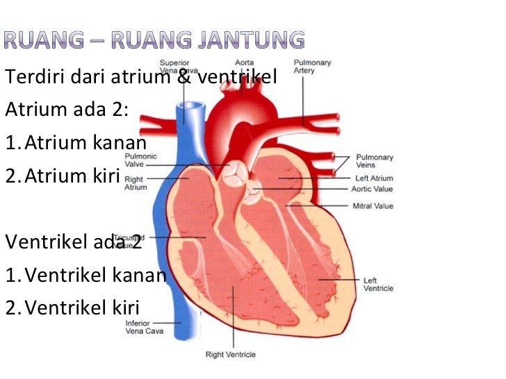 Detail Gambar Anatomi Kardiovaskular Nomer 27