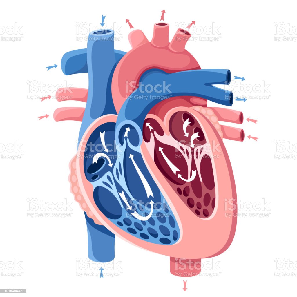 Detail Gambar Anatomi Kardiovaskular Nomer 28