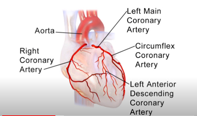 Detail Gambar Anatomi Kardiovaskular Nomer 33