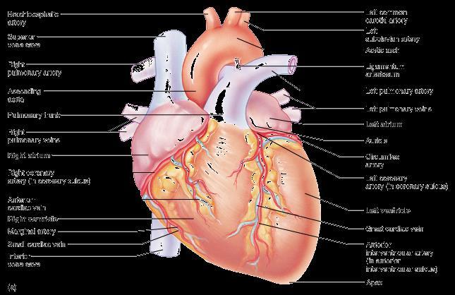 Detail Gambar Anatomi Kardiovaskular Nomer 35