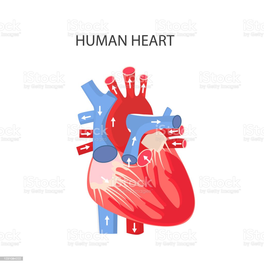 Detail Gambar Anatomi Kardiovaskular Nomer 36