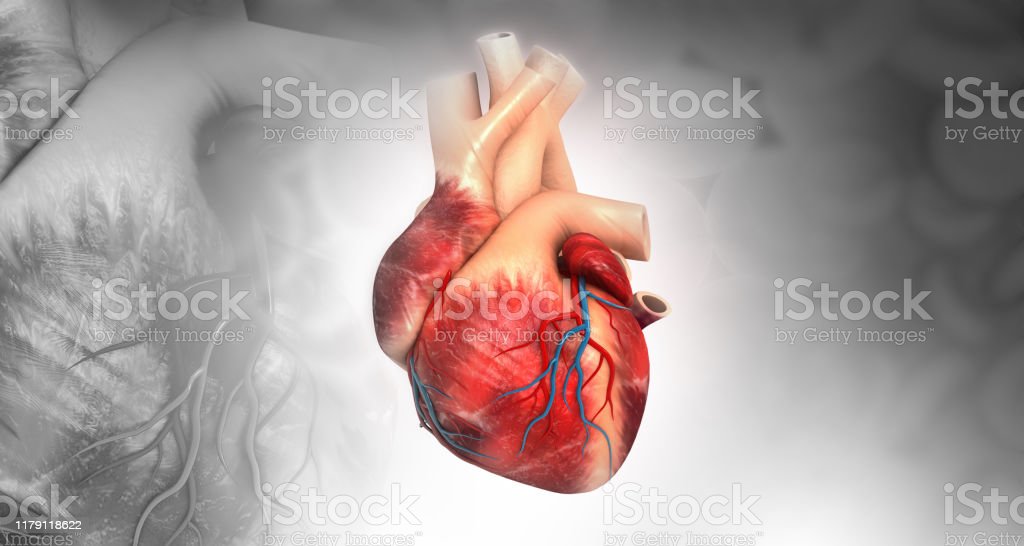Detail Gambar Anatomi Kardiovaskular Nomer 46