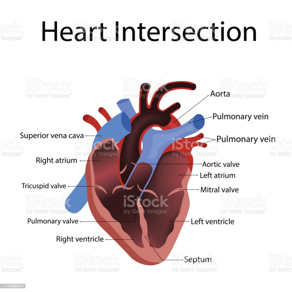 Detail Gambar Anatomi Kardiovaskular Nomer 51