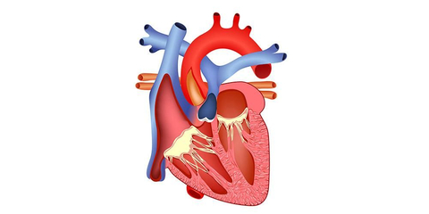 Detail Gambar Anatomi Kardiovaskular Nomer 8