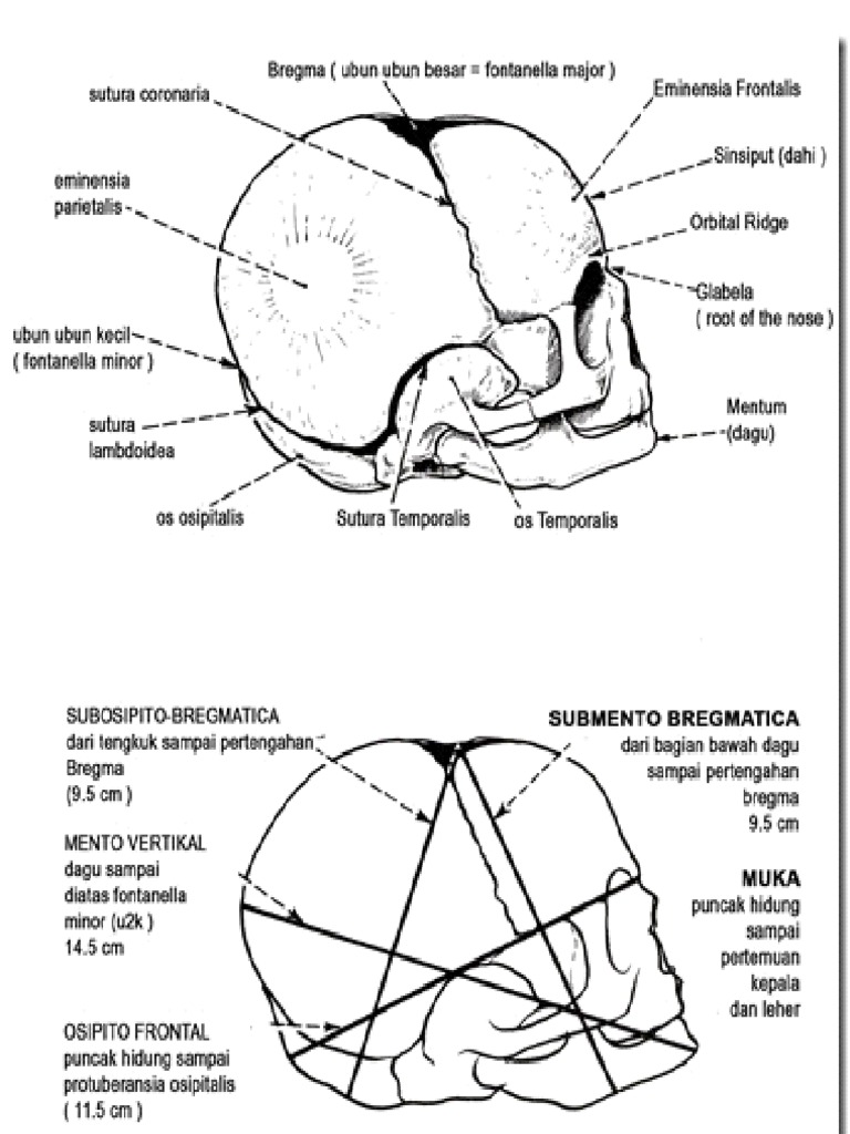 Gambar Anatomi Kepala Bayi - KibrisPDR