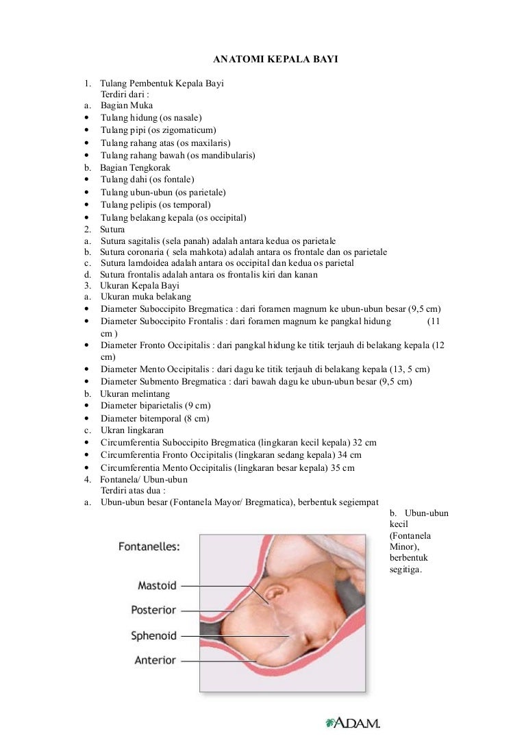 Detail Gambar Anatomi Kepala Bayi Nomer 2