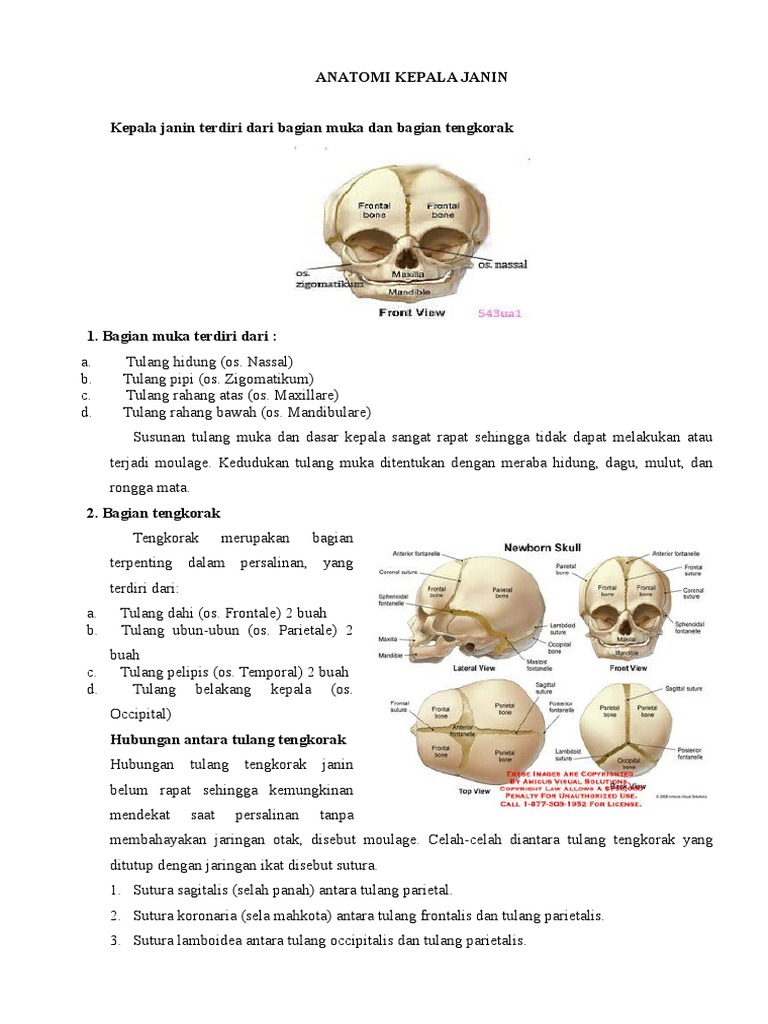 Detail Gambar Anatomi Kepala Bayi Nomer 11