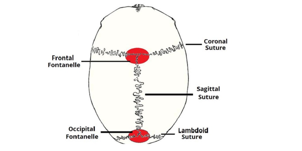 Detail Gambar Anatomi Kepala Bayi Nomer 13