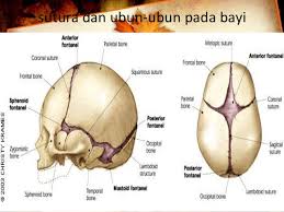 Detail Gambar Anatomi Kepala Bayi Nomer 15