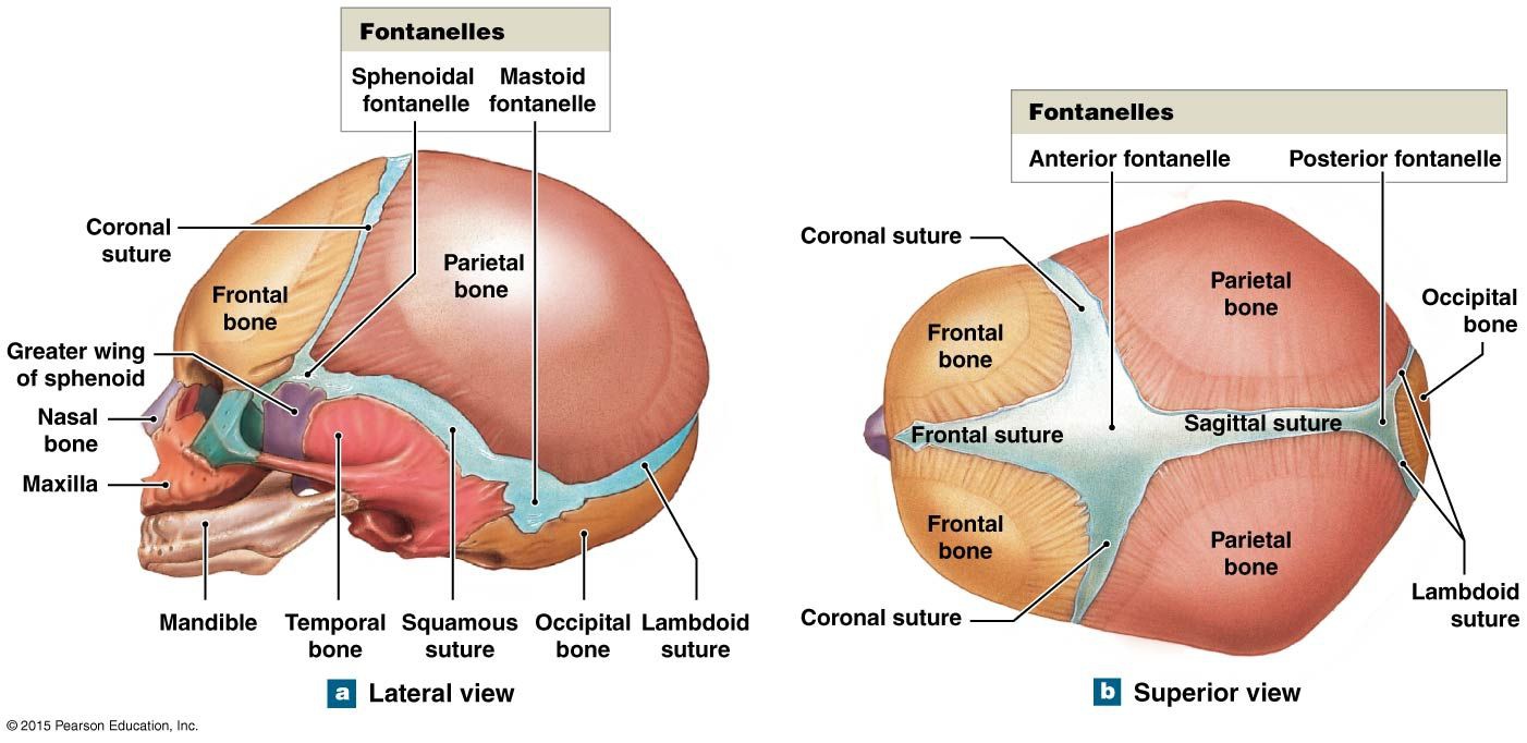 Detail Gambar Anatomi Kepala Bayi Nomer 16