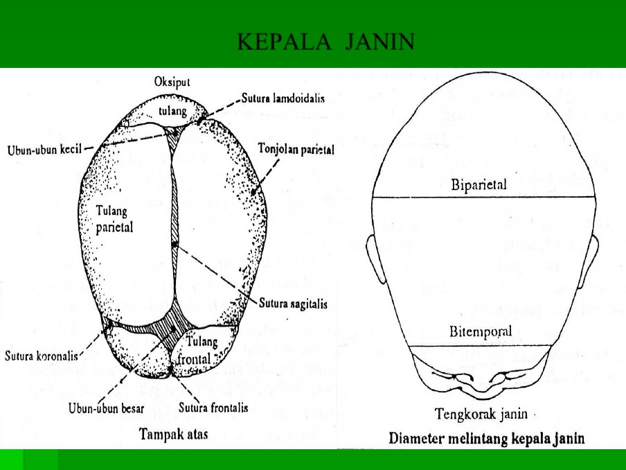 Detail Gambar Anatomi Kepala Bayi Nomer 18