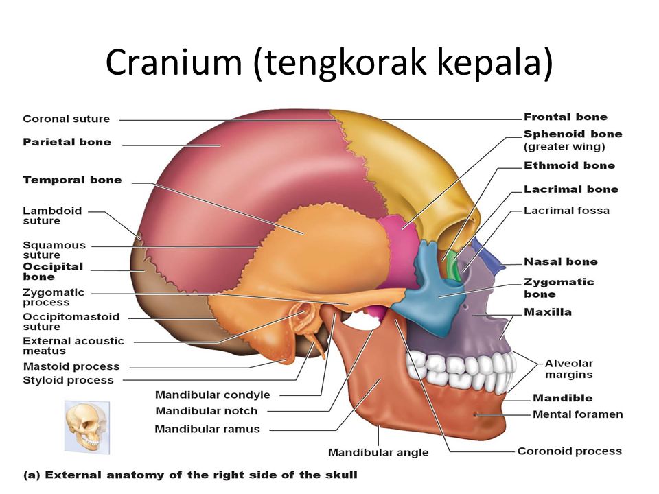 Detail Gambar Anatomi Kepala Bayi Nomer 19