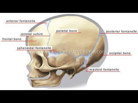 Detail Gambar Anatomi Kepala Bayi Nomer 5