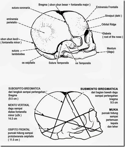 Detail Gambar Anatomi Kepala Bayi Nomer 8