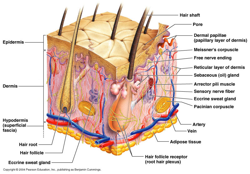 Detail Gambar Anatomi Kulit Nomer 17