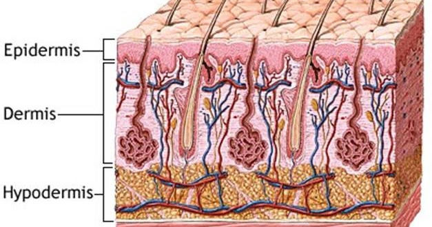 Detail Gambar Anatomi Kulit Nomer 22