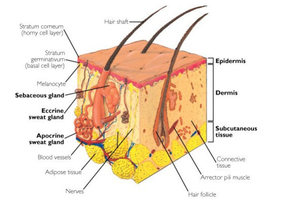 Detail Gambar Anatomi Kulit Nomer 26