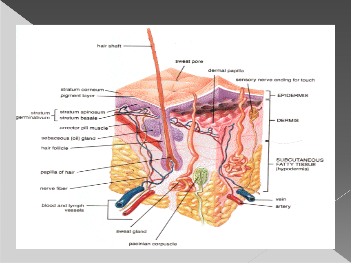 Detail Gambar Anatomi Kulit Nomer 31