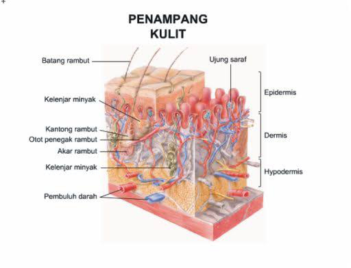 Detail Gambar Anatomi Kulit Nomer 32