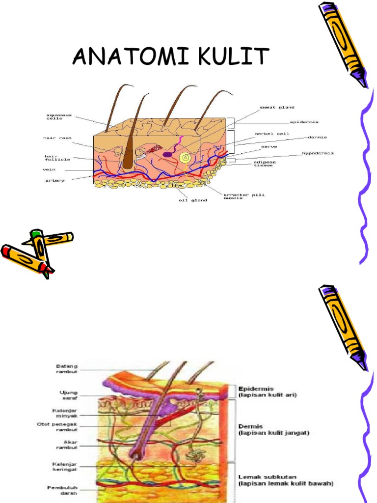 Detail Gambar Anatomi Kulit Nomer 36