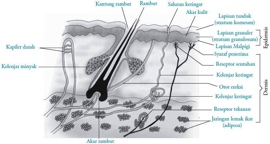 Detail Gambar Anatomi Kulit Nomer 38