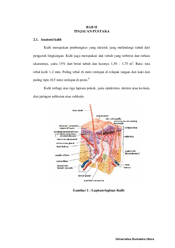 Detail Gambar Anatomi Kulit Nomer 51