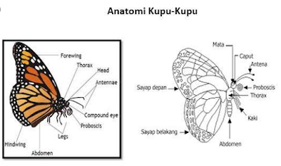 Gambar Anatomi Kupu Kupu - KibrisPDR
