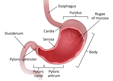 Detail Gambar Anatomi Lambung Nomer 15