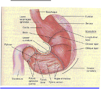 Detail Gambar Anatomi Lambung Nomer 19