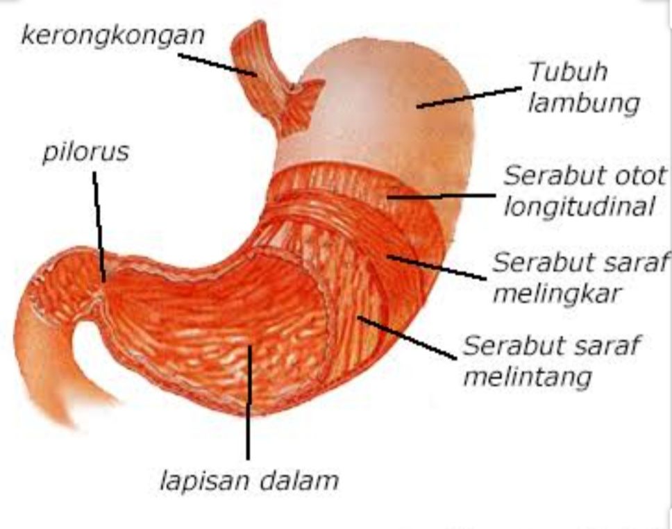 Detail Gambar Anatomi Lambung Nomer 3