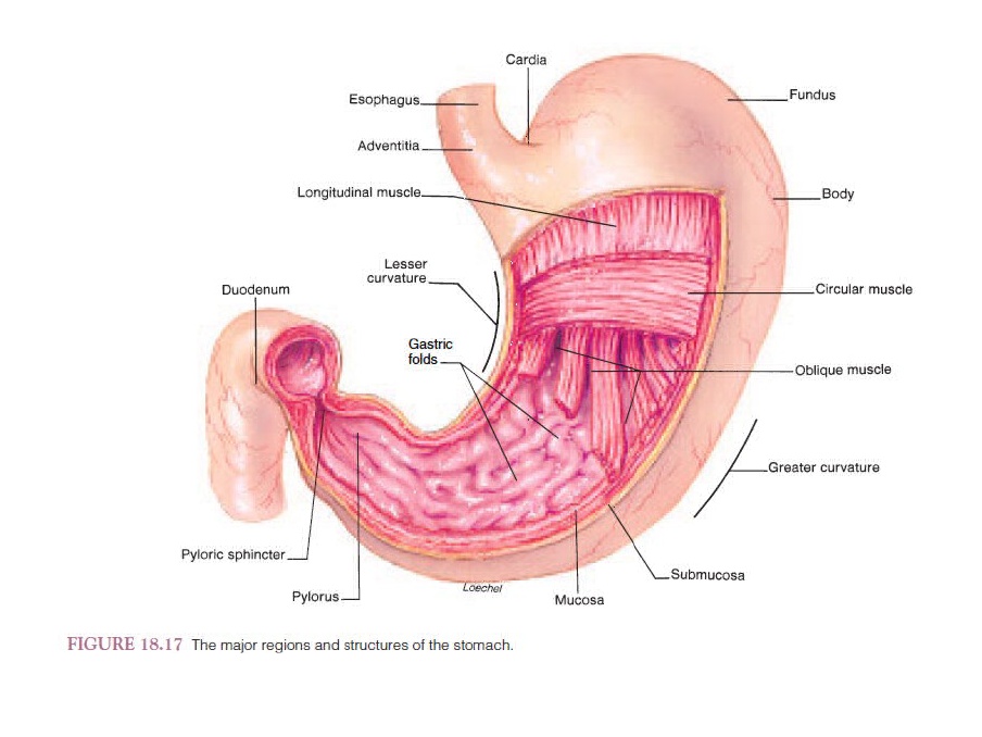 Detail Gambar Anatomi Lambung Nomer 24