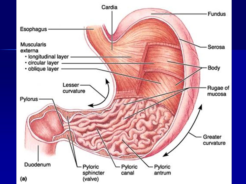 Detail Gambar Anatomi Lambung Nomer 28