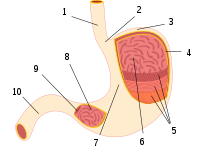 Detail Gambar Anatomi Lambung Nomer 29