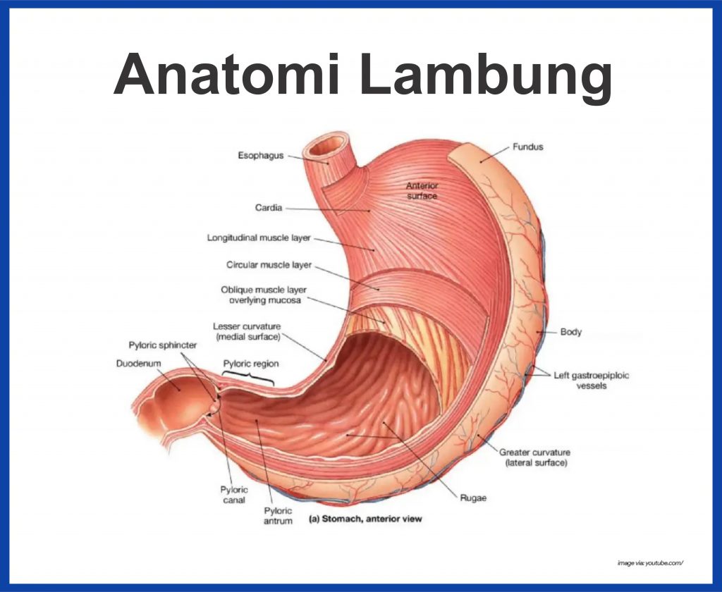 Detail Gambar Anatomi Lambung Nomer 5