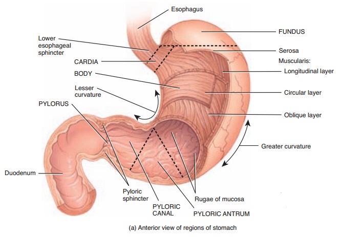 Detail Gambar Anatomi Lambung Nomer 39