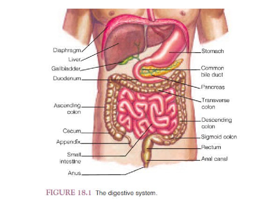 Detail Gambar Anatomi Lambung Nomer 41