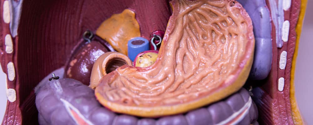 Detail Gambar Anatomi Lambung Nomer 42