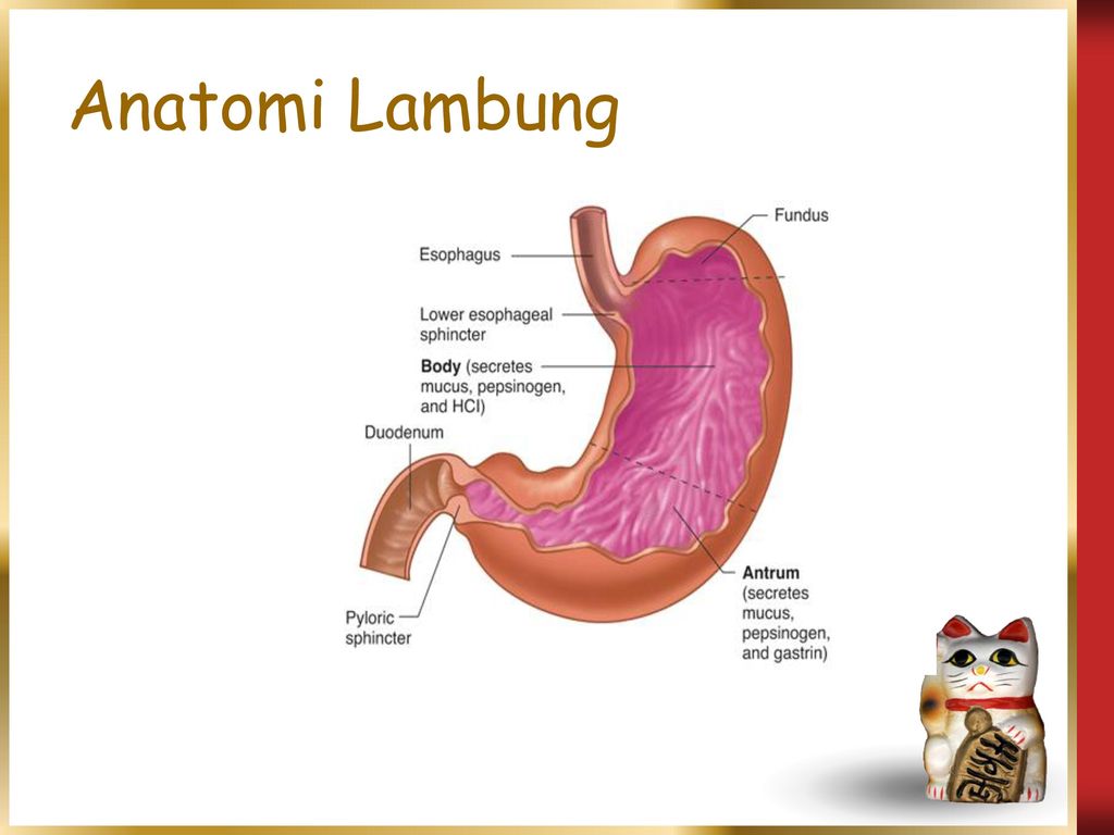 Detail Gambar Anatomi Lambung Nomer 47