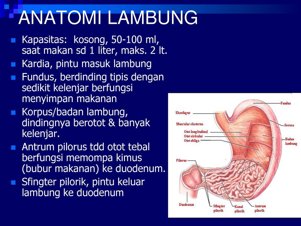 Detail Gambar Anatomi Lambung Nomer 50