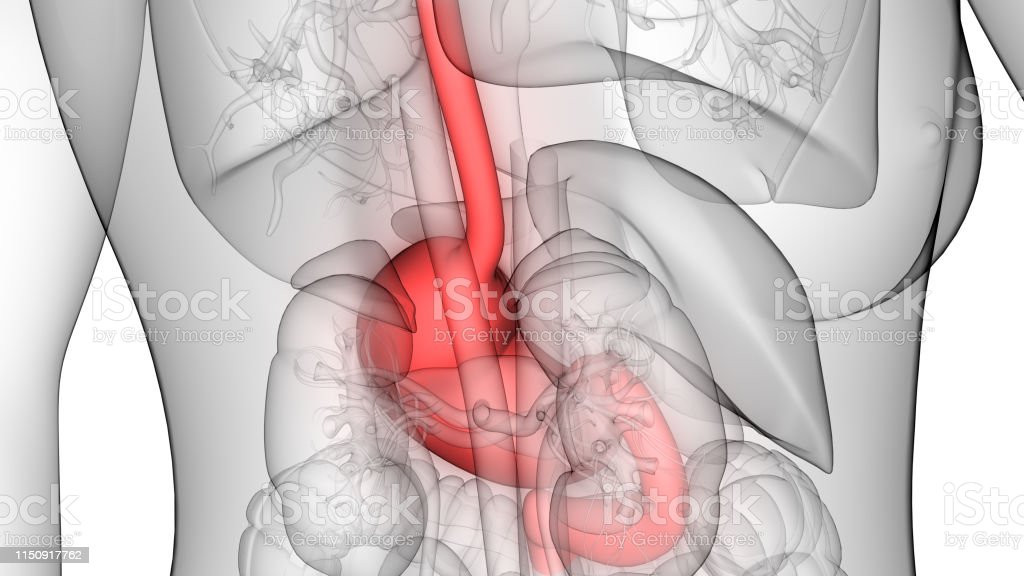 Detail Gambar Anatomi Lambung Nomer 51