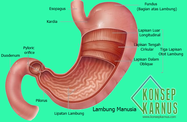 Detail Gambar Anatomi Lambung Nomer 53