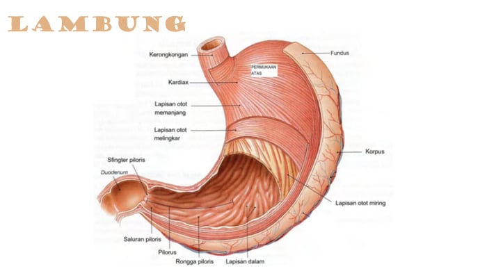 Detail Gambar Anatomi Lambung Nomer 8