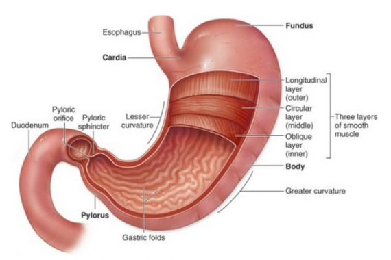 Detail Gambar Anatomi Lambung Nomer 9